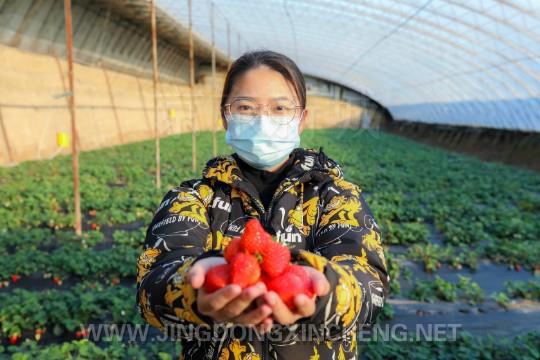 图为游客展示刚刚采摘的草莓。 (2).jpg