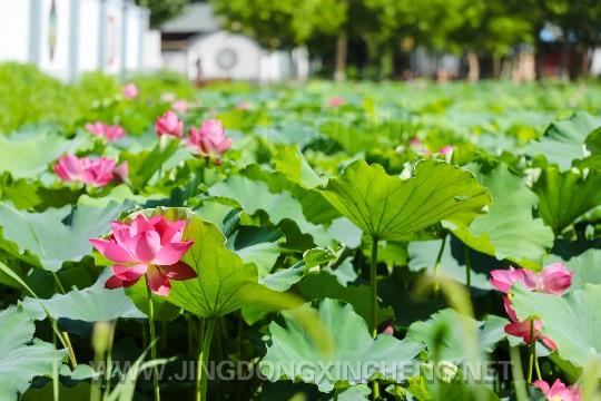 图为大厂牛万屯村夏日荷塘荷花盛开。何赛摄 (2).jpg